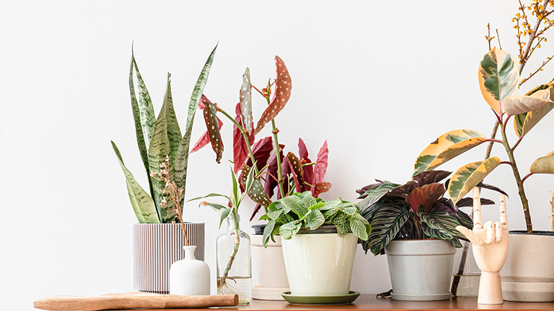 Environmental Conditions