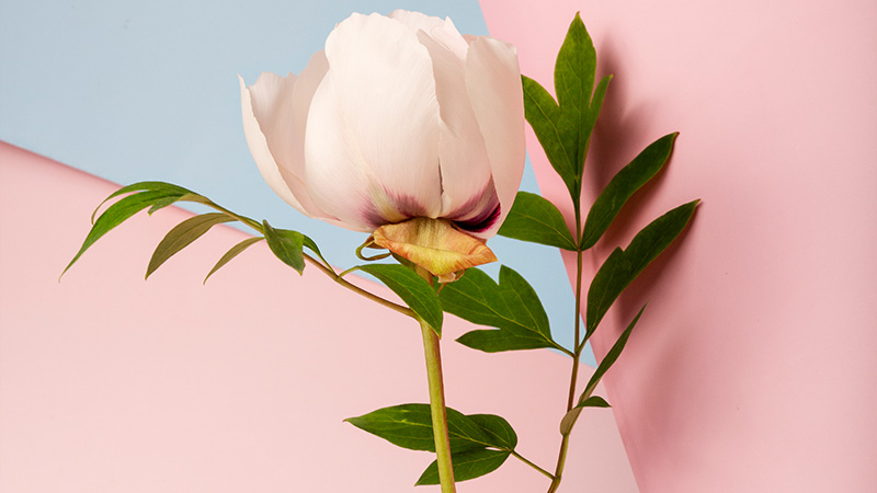 Changing Perspectives: Embracing Artificial Flowers