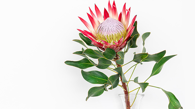 Industrial Revolution and Mass Production