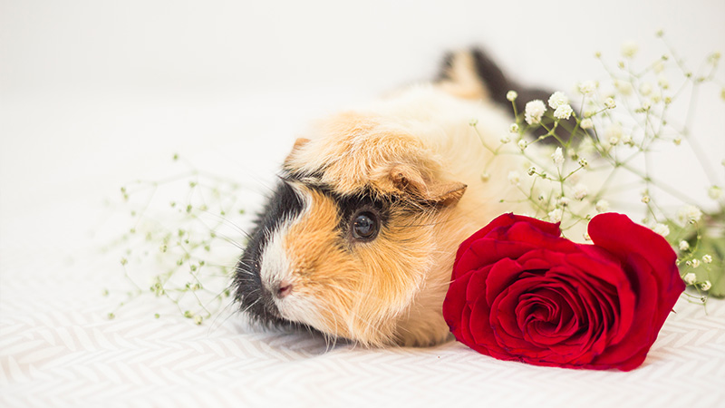 Will My Pets Chew My Artificial Flowers?