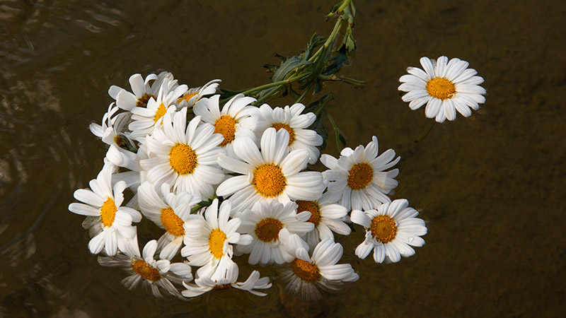 Daisies: Whimsical and Charming