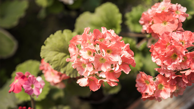 Geraniums: Classic and Timeless