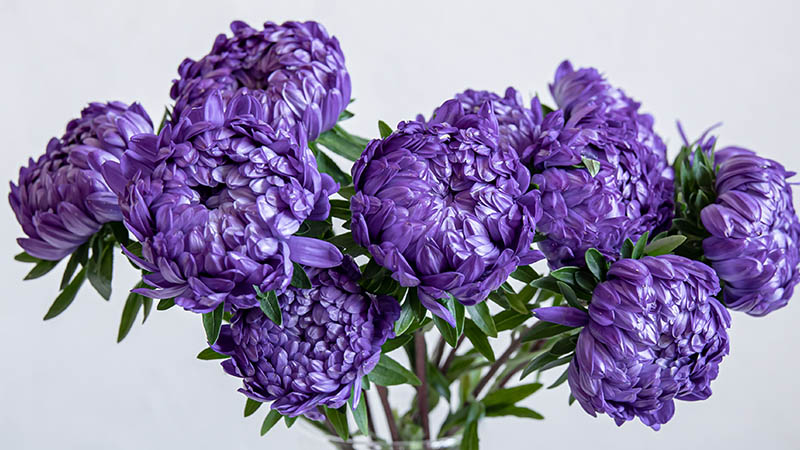 Hydrangeas: Elegant and Graceful