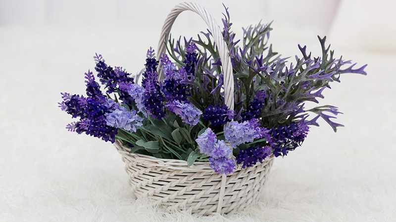 Lavender: Fragrant and Delightful