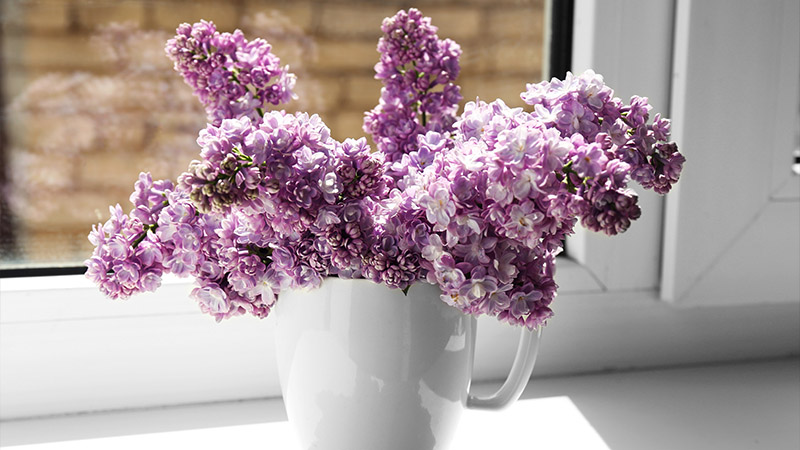 Long-Lasting Lavender