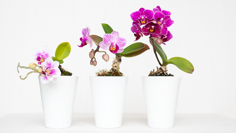 Orchid Plants: Exotic Sophistication