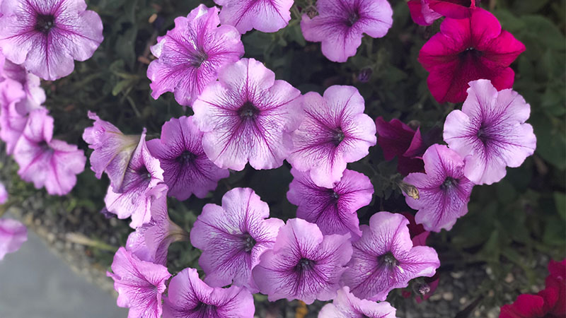 Petunias: Vibrant and Versatile