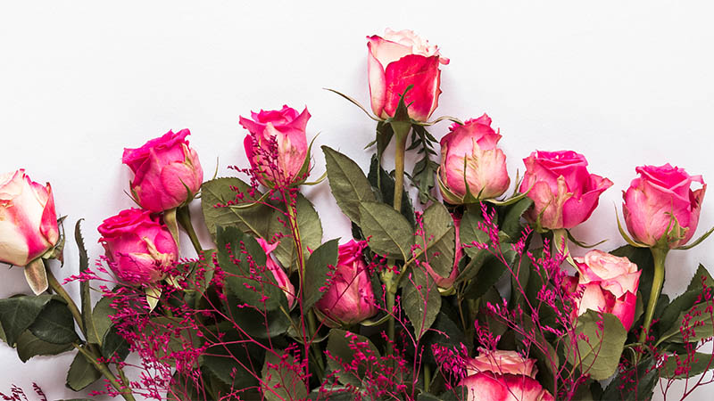 Roses: Romantic and Elegant