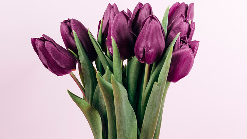 Tulip Arrangements: Vibrant Splendor