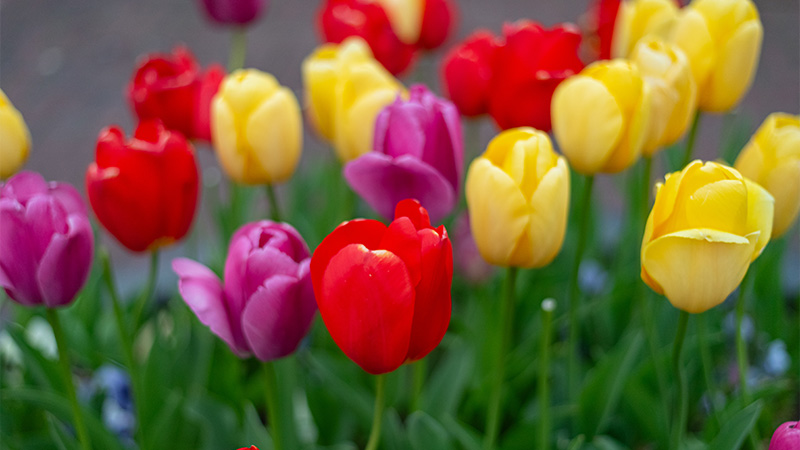 Tulips: Classic and Colorful