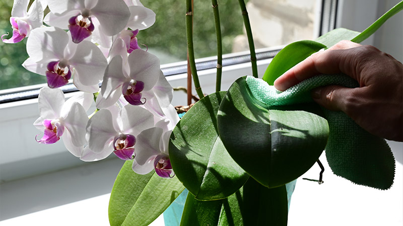 Latex Flowers: Another Top Choice for the Best Artificial Flowers That Look Real