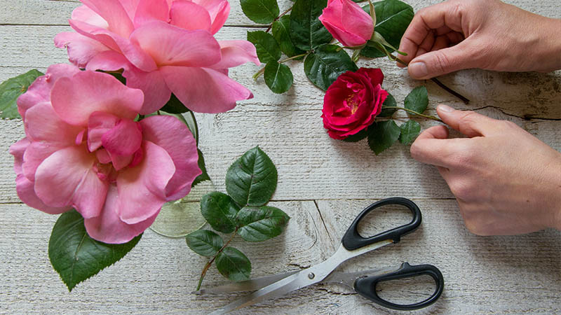 Tips for Cutting Different Types of Stems