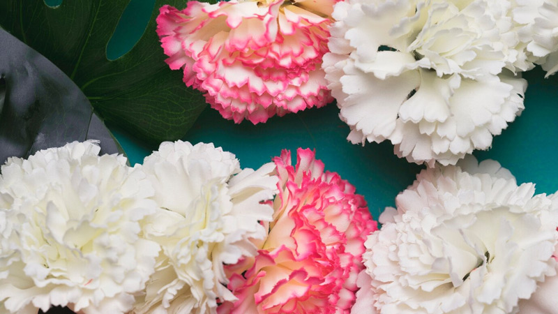 Beautiful white and pink carnation flowers 