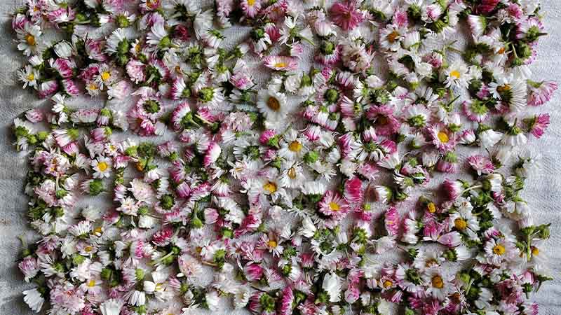 Budget-Friendly Flower Wall Ideas