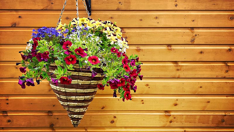 Choosing the Right Plants