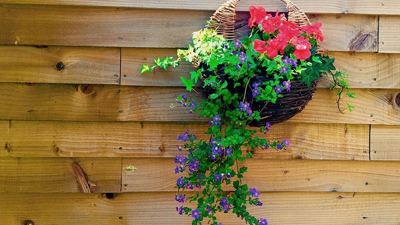 Creating a Thriving Hanging Basket
