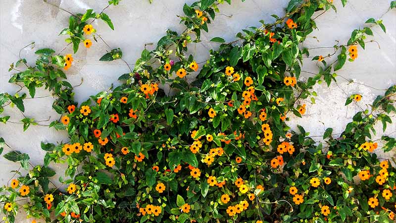 Creative Uses of Flower Walls