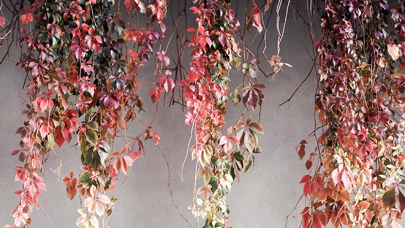 Expert Tips from Floral Designers