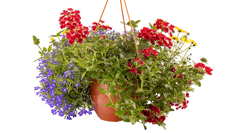 Final Tips for Stunning Hanging Flower Baskets