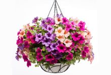 How to Hang Flower Baskets: A Step-by-Step Guide