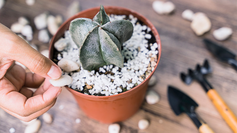 How to Mix and Match Fillers for a Unique Look