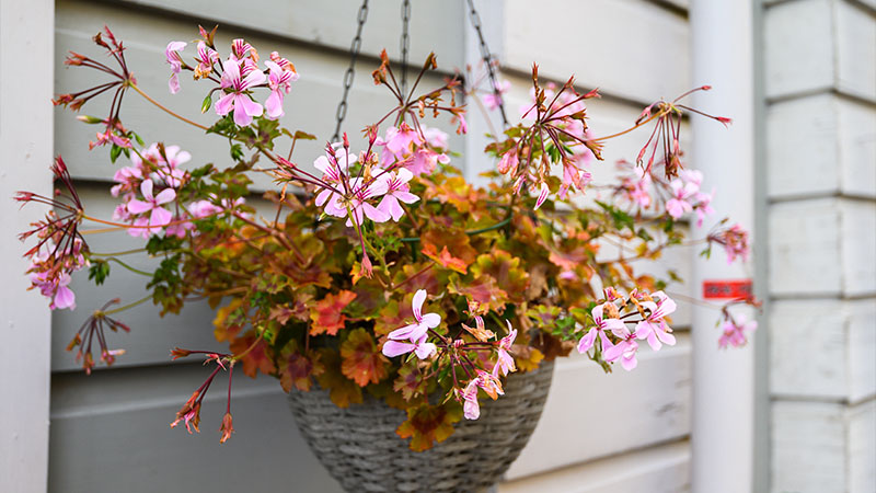 How to Take Care of Hanging Flower Baskets in Different Climates