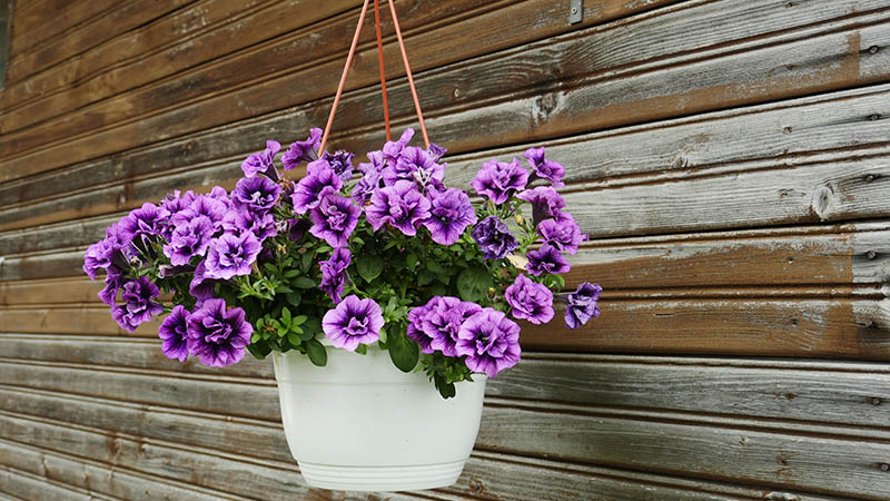 Modern Ceramic Hanging Flower Baskets