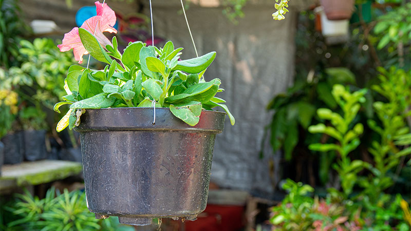 Plastic Hanging Flower Baskets