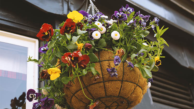 Pruning and Deadheading for Healthy Hanging Flower Baskets