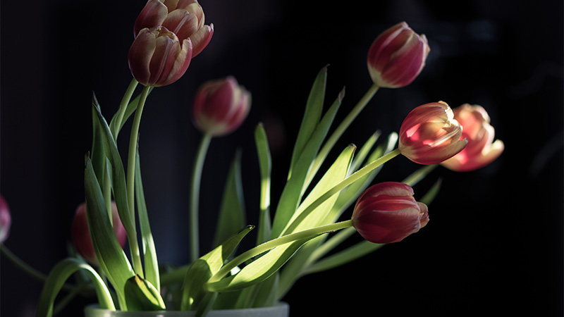 The 5 Most Realistic Artificial Flowers