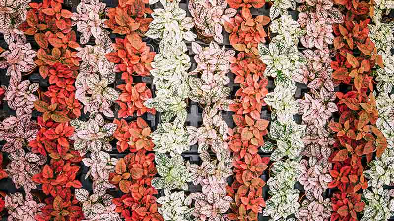 Tips for Choosing the Right Colors and Combinations