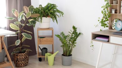 Best Apartment Plant Decor Ideas