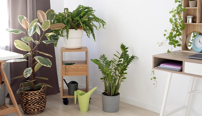 Best Apartment Plant Decor Ideas