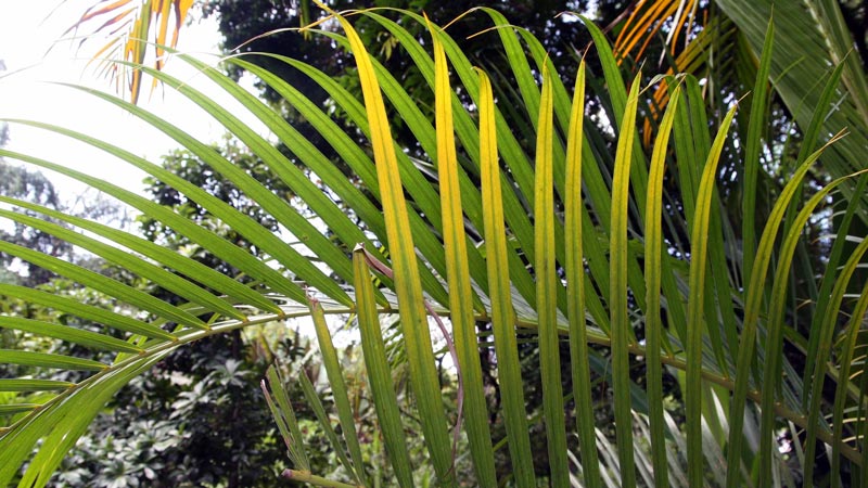 Areca Palm (Dypsis lutescens)