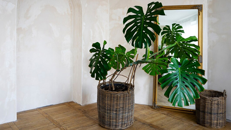 Best Artificial Large Indoor Plants