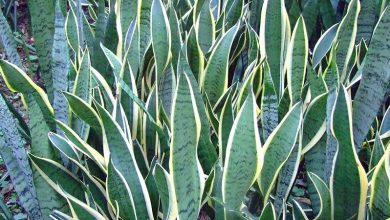 The 10 Best plants for bathroom without natural light