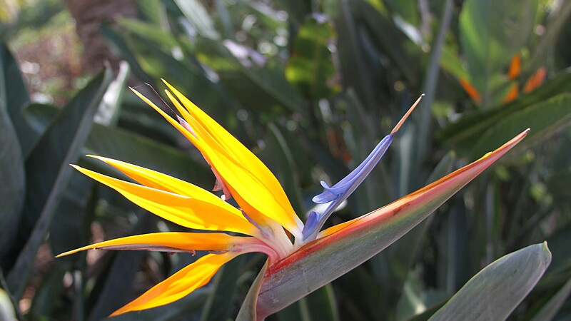 Bird of Paradise (Strelitzia reginae)