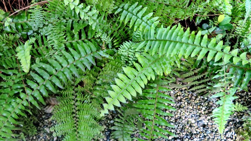 Boston Fern (Nephrolepis exaltata)