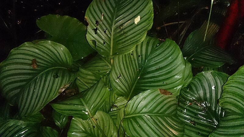 easy to take care of plants safe for cats 