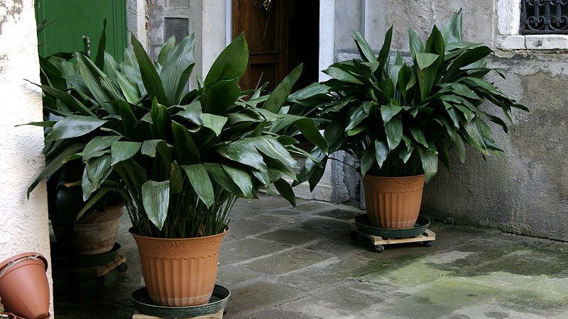 Cast Iron Plant (Aspidistra elatior)
