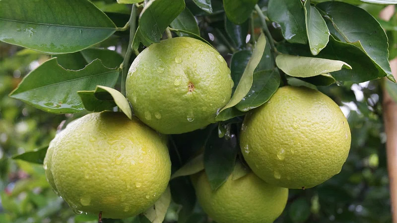 Citrus Plants (Lemon, Orange, Lime)