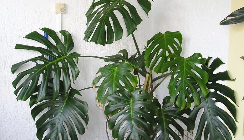 Easy to Take Care of Large House Plants: Top 10 Picks