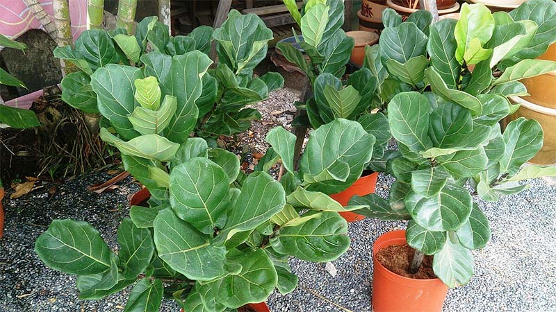 Easy to Take Care of Large House Plants
