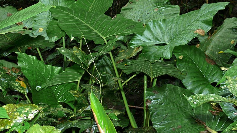 Elephant Ear (Alocasia)