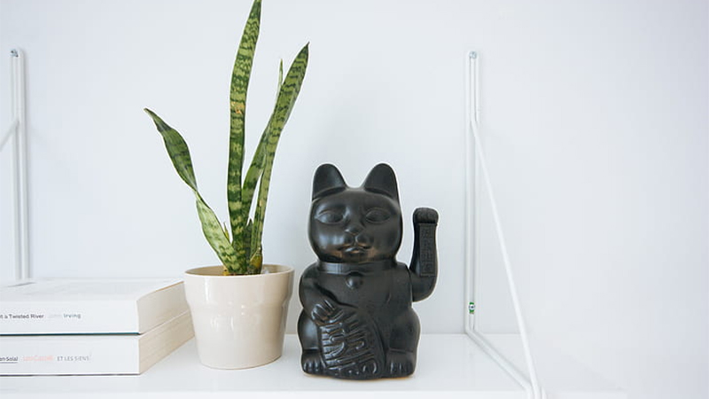 Feng Shui Snake Plant in Bedroom