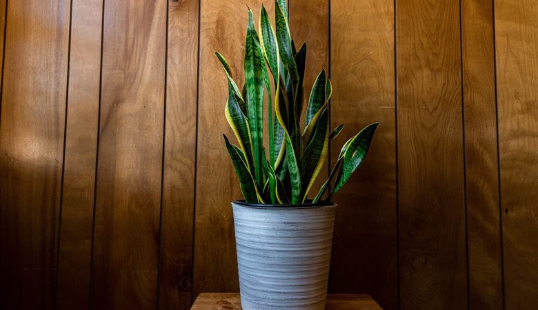 Top 10 Indoor Plants That Need Zero Sunlight