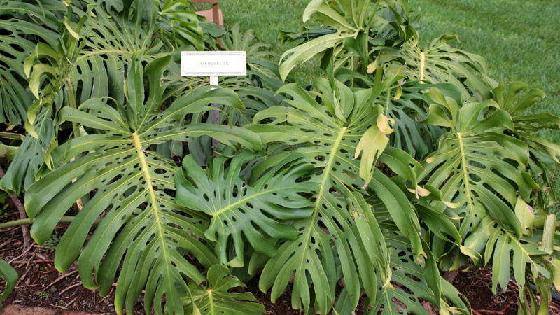 Monstera Deliciosa (Swiss Cheese Plant)