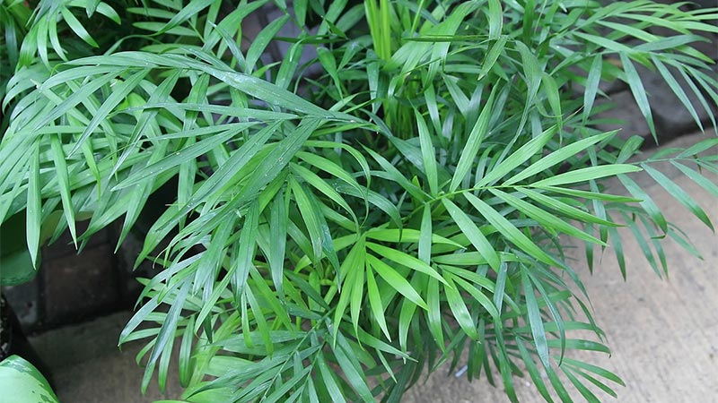 Parlor Palm (Chamaedorea elegans)