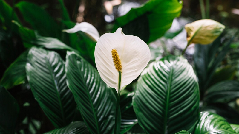 Peace Lily (Spathiphyllum)
