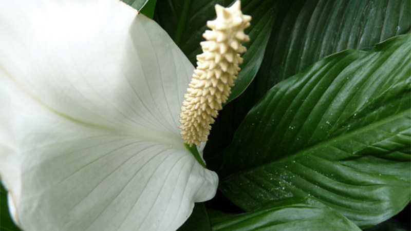 peace lily